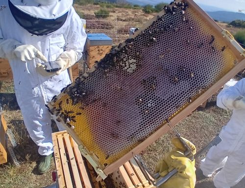 Colmenas digitalizadas y hoteles para insectos: más frutos visibles dentro de la compleja labor del proyecto «Reactiva Brañosera»