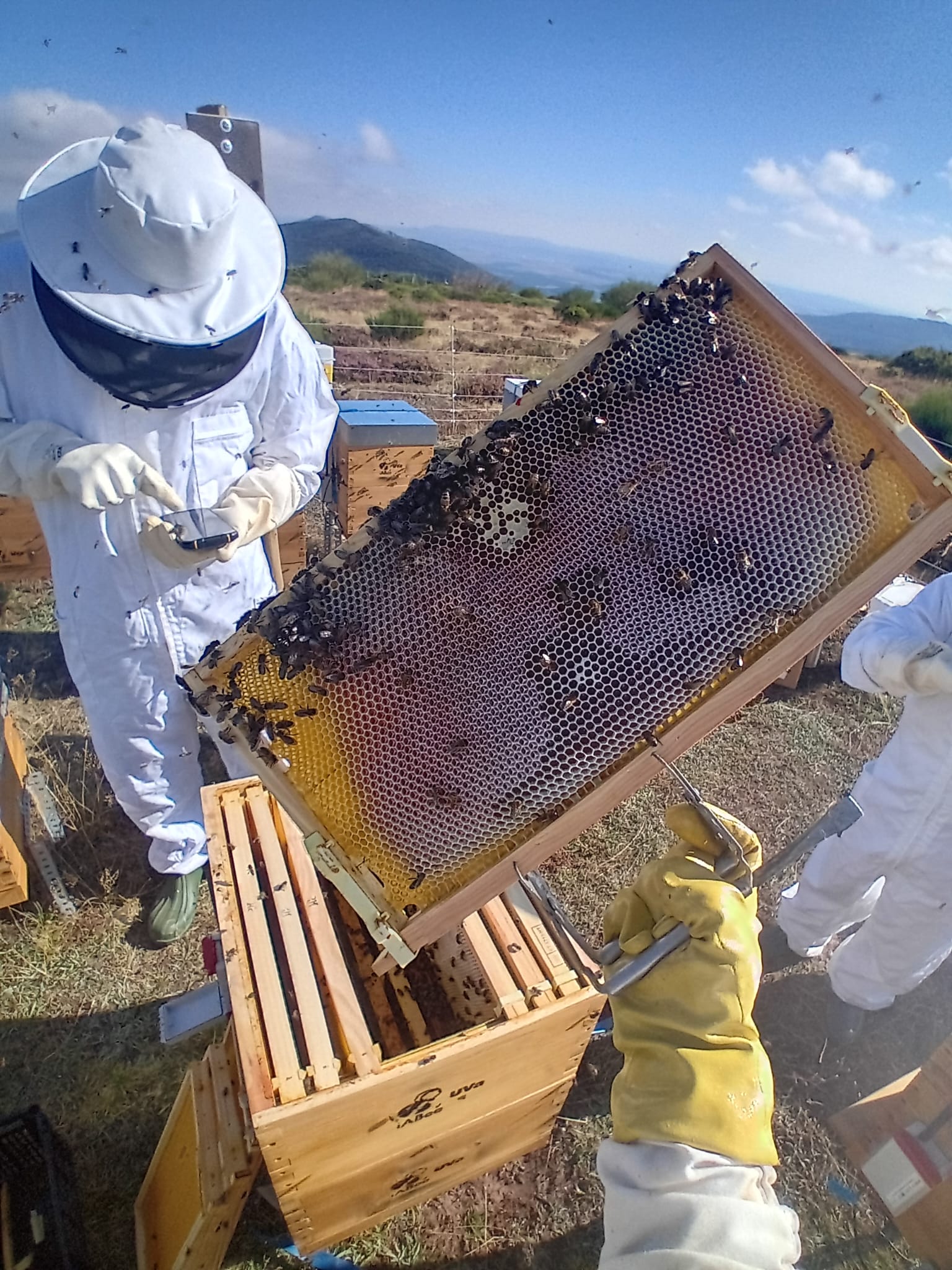 Colmenas digitalizadas y hoteles para insectos: más frutos visibles dentro de la compleja labor del proyecto «Reactiva Brañosera»