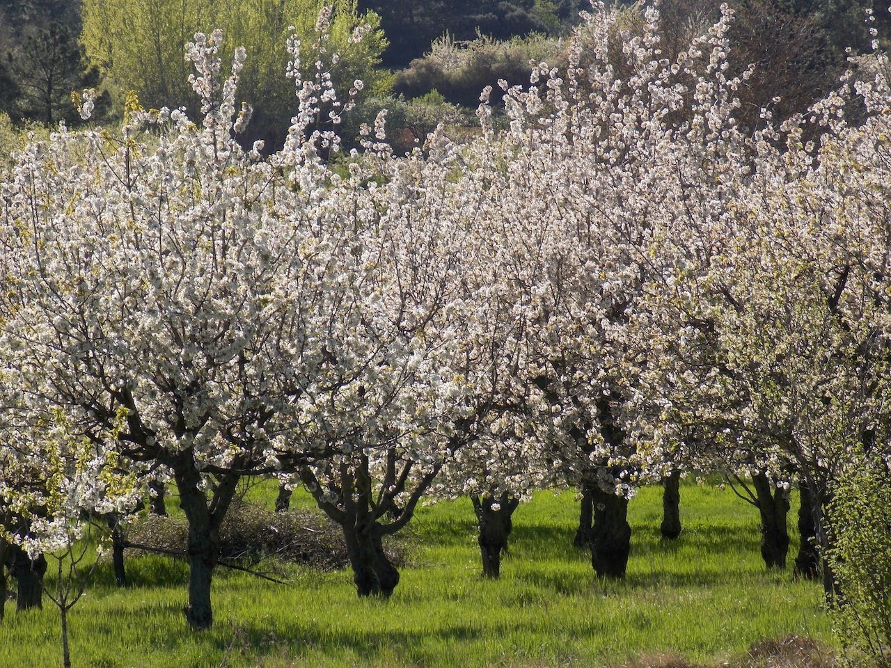 Jornadas gratuitas de Fruticultura en el Valle de Caderechas (Burgos)